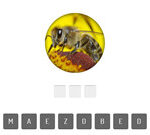 Animal Quiz