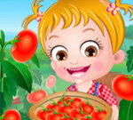 Baby Hazel Tomato Farming