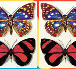 Differences Butterflies